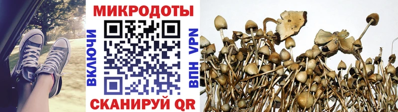 Галлюциногенные грибы Psilocybine cubensis  Бирюсинск 
